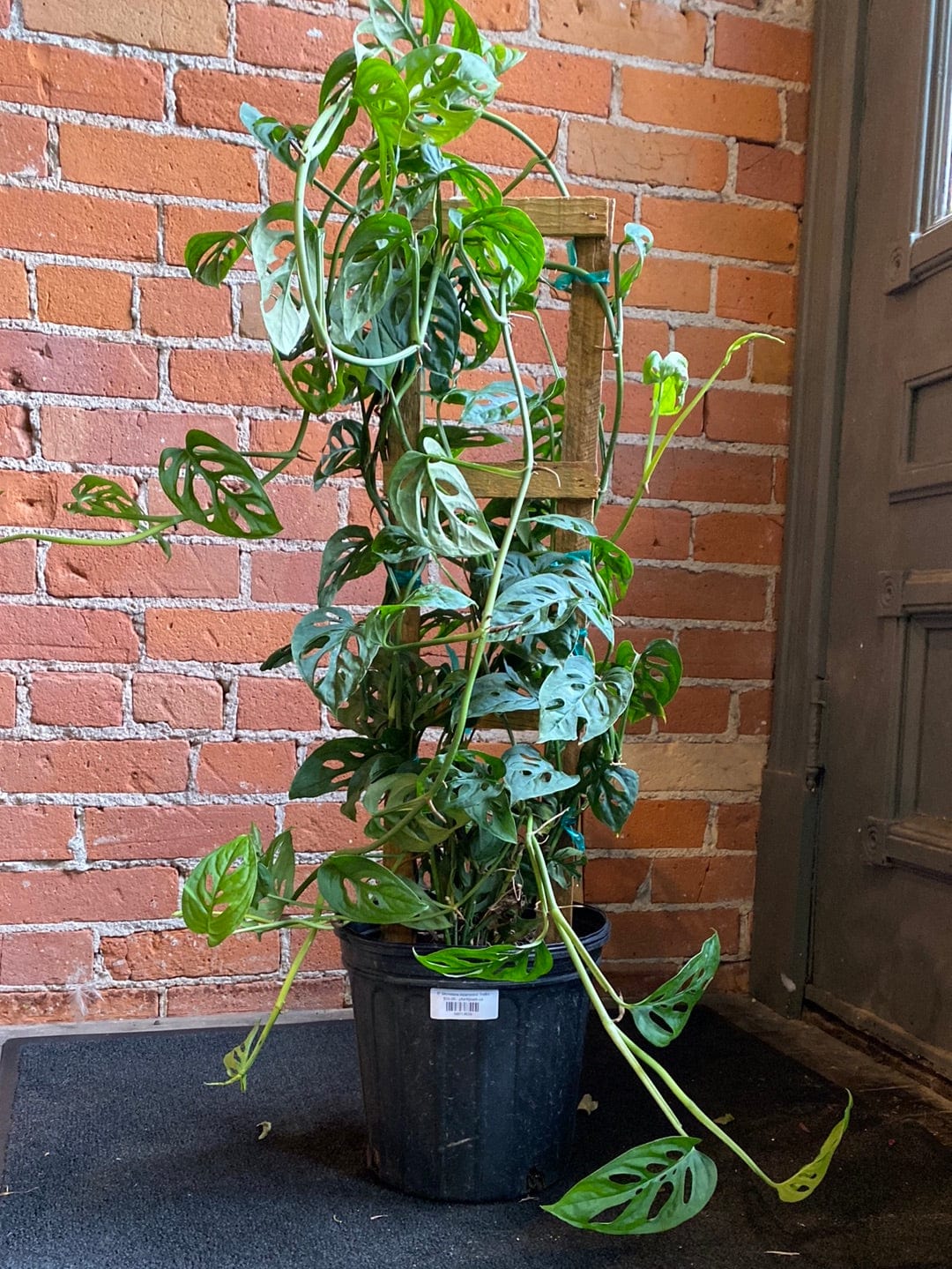 Plant Goals Plant Shop 8" Monstera Adansonii Trellis