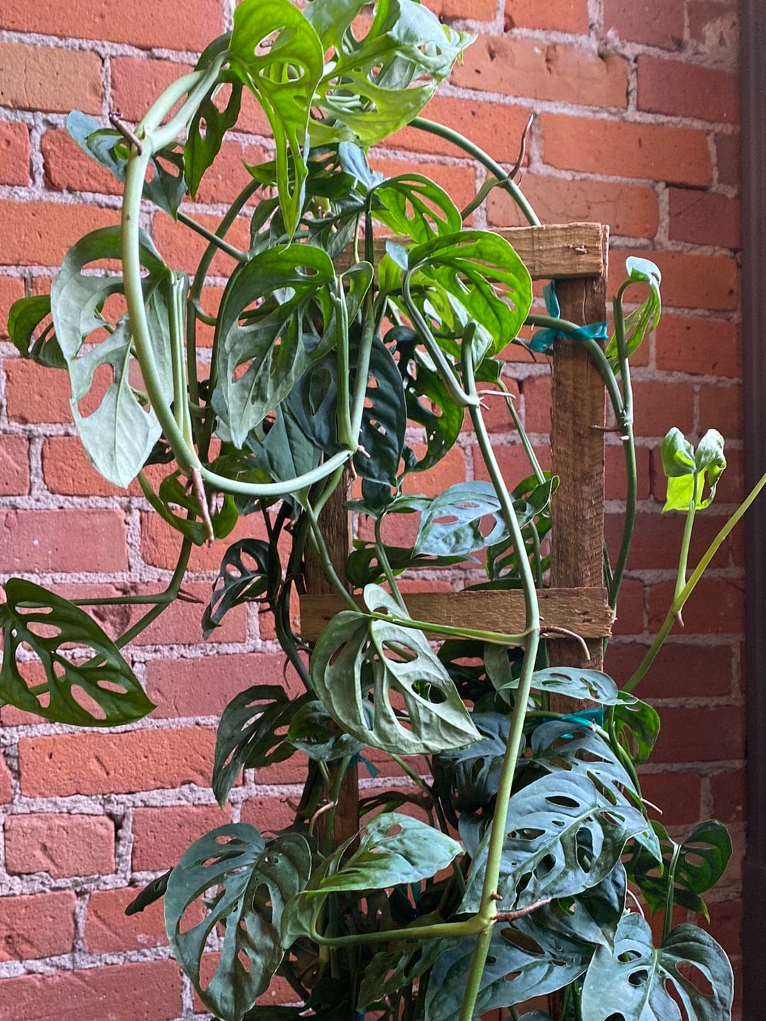 Plant Goals Plant Shop 8" Monstera Adansonii Trellis