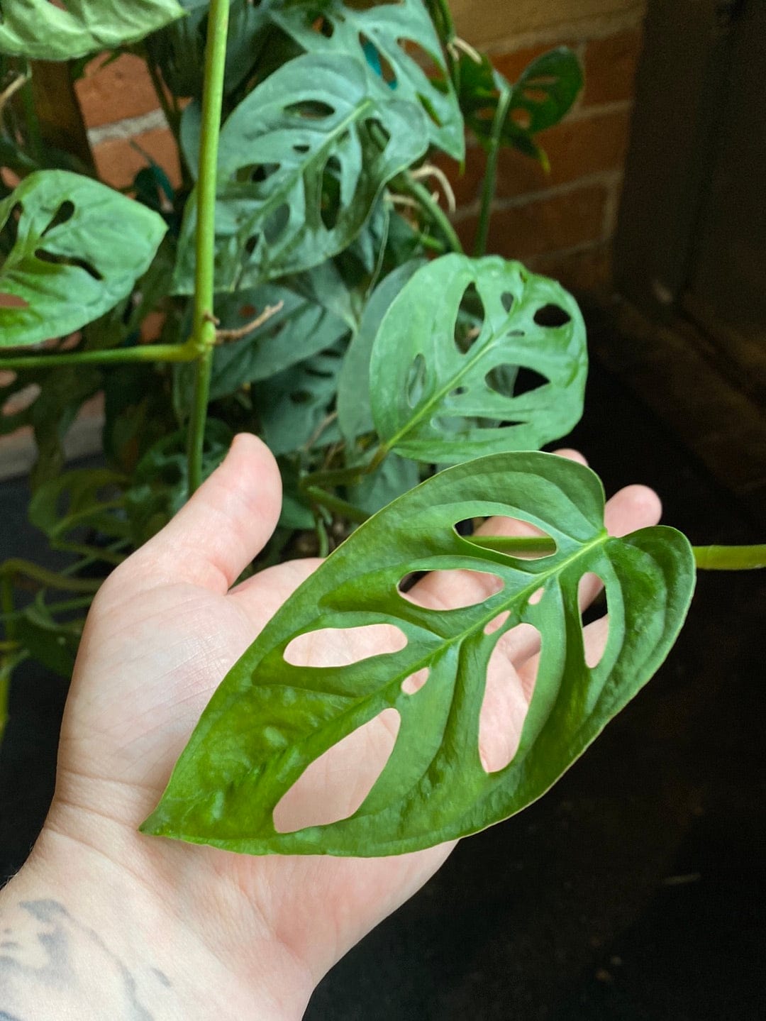 Plant Goals Plant Shop 8" Monstera Adansonii Trellis