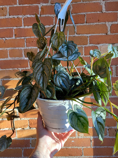 Plant Goals Plant Shop 8" Philodendron Brandtianum Hanging Basket