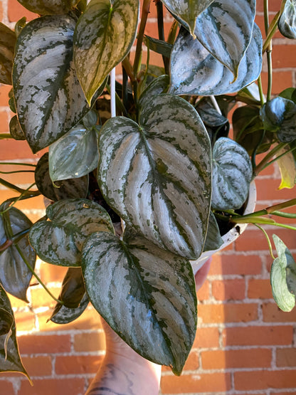 Plant Goals Plant Shop 8" Philodendron Brandtianum Hanging Basket