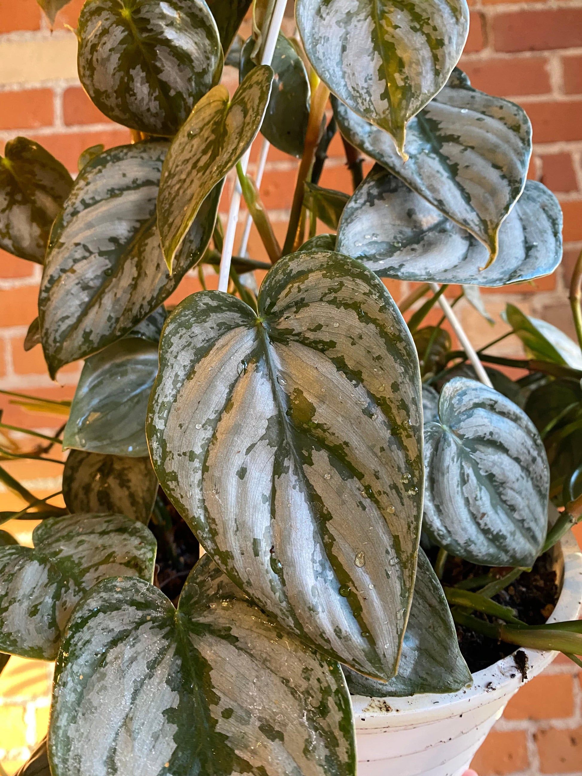 Plant Goals Plant Shop 8" Philodendron Brandtianum Hanging Basket