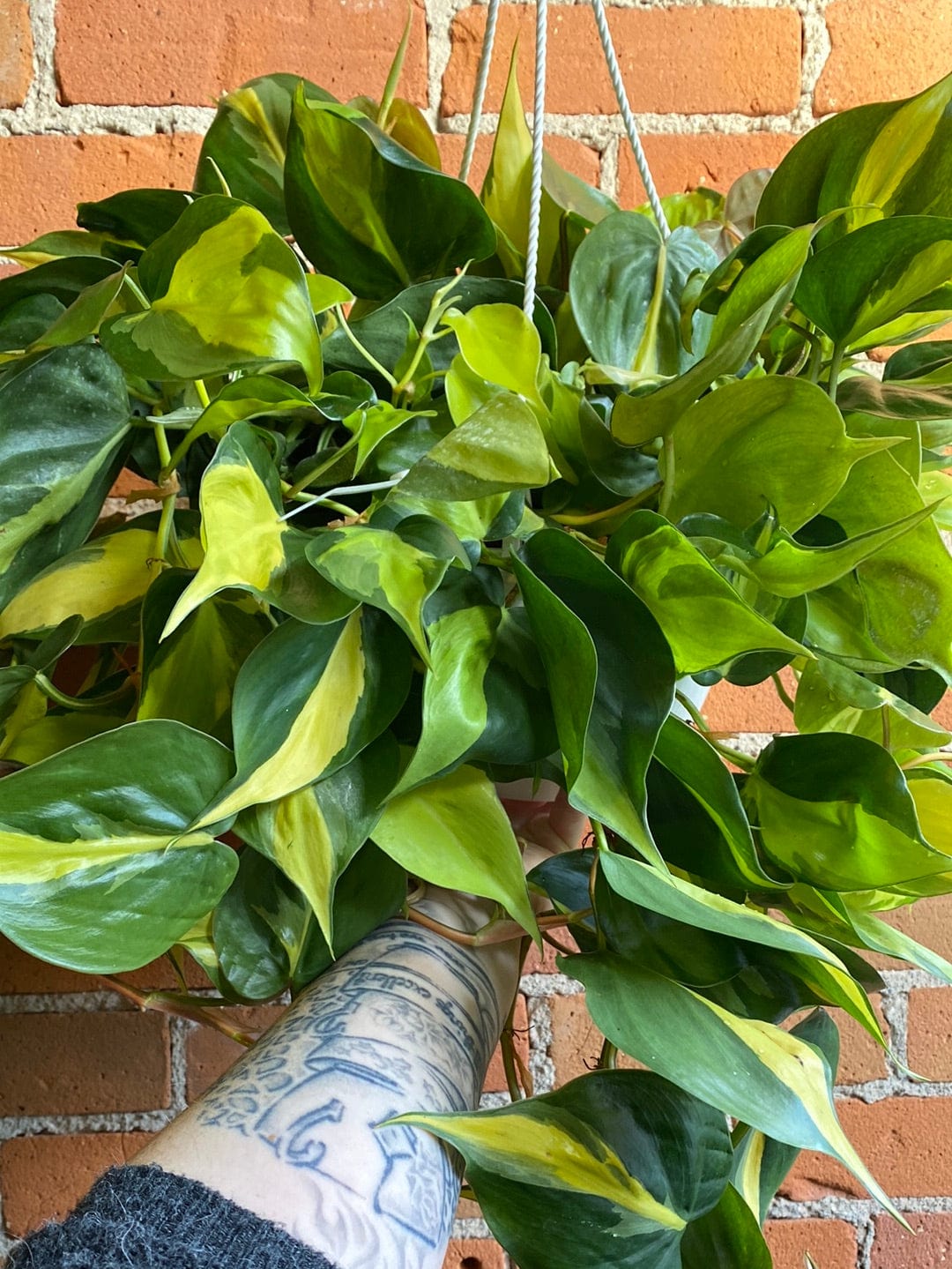 8" Philodendron Brasil Hanging Basket – Plan…