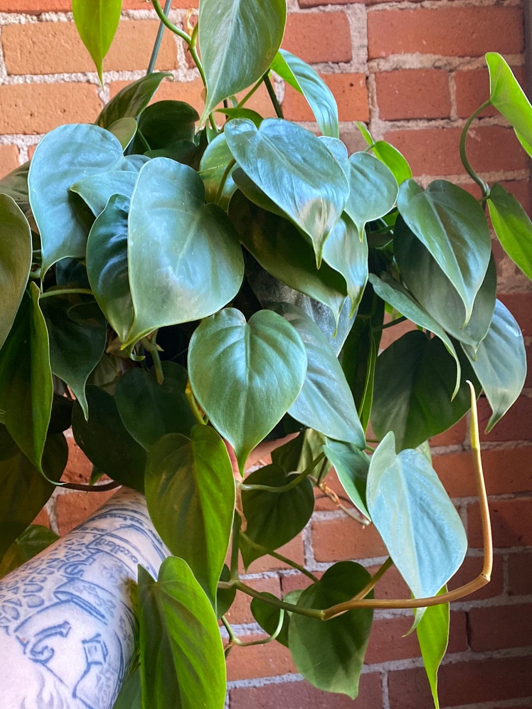 Plant Goals Plant Shop 8" Philodendron Cordatum Hanging Basket