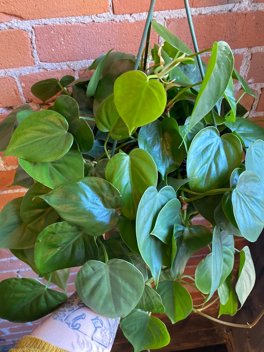 Plant Goals Plant Shop 8" Philodendron Cordatum Hanging Basket