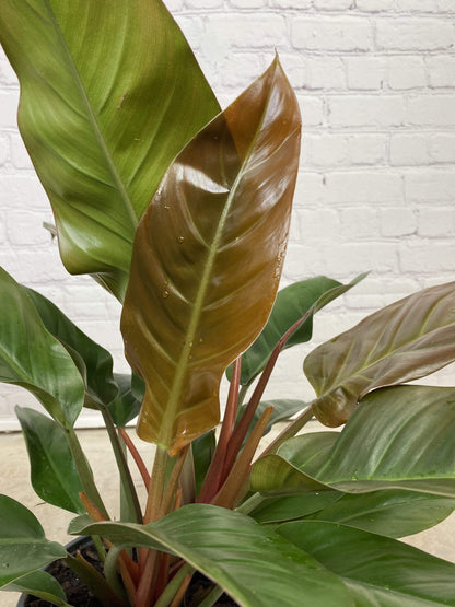Plant Goals Plant Shop 8" Philodendron Imperial Red