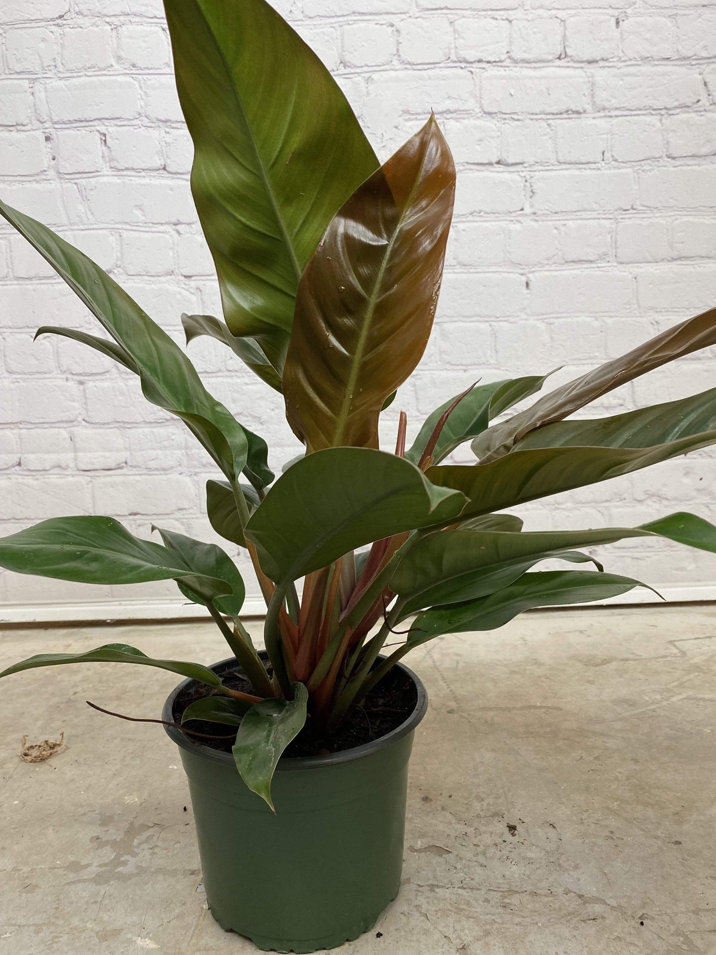Plant Goals Plant Shop 8" Philodendron Imperial Red