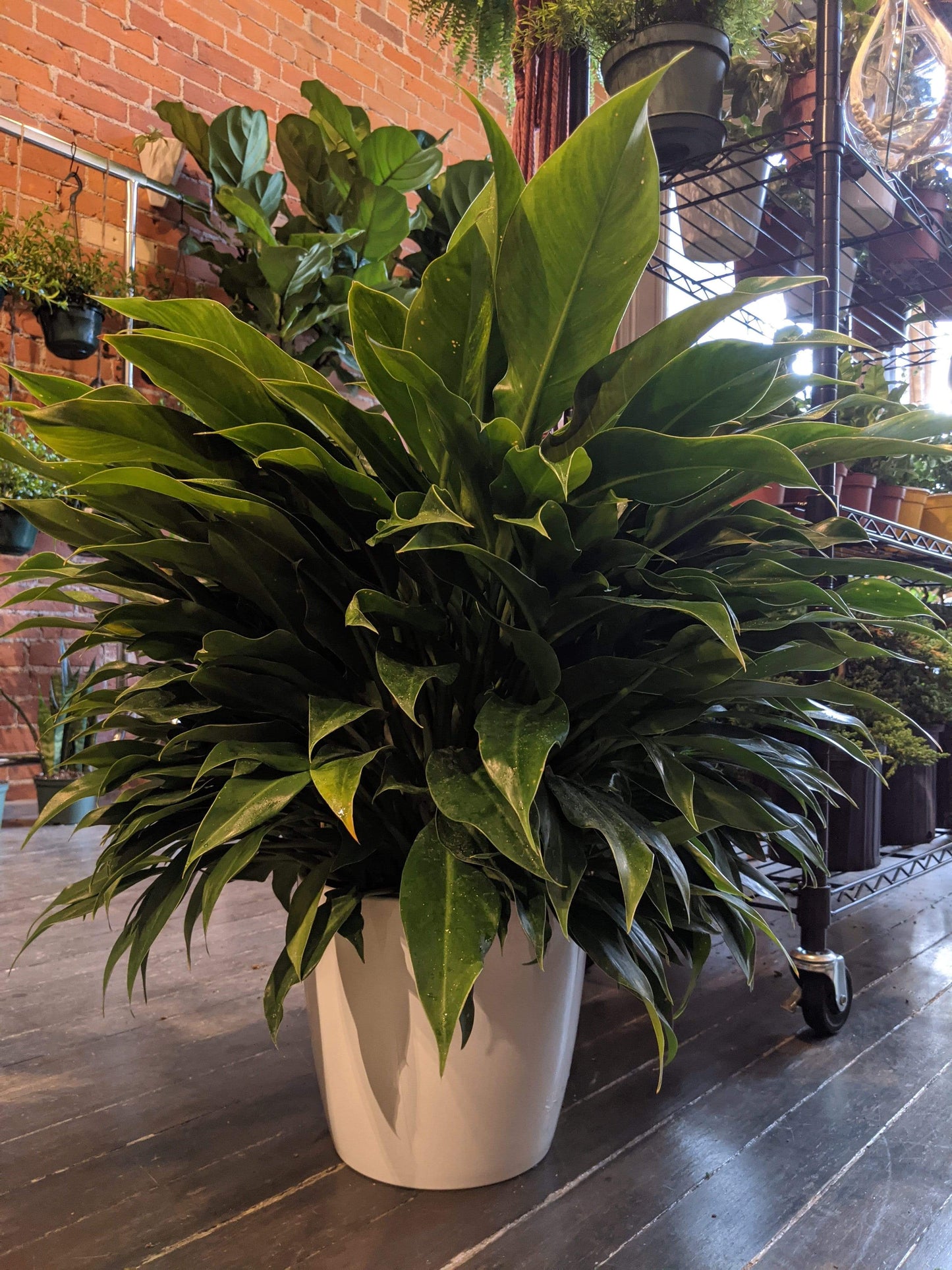 Plant Goals Plant Shop 8" Philodendron Little Phil