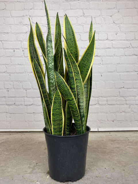 Plant Goals Plant Shop 8" Sansevieria Laurentii