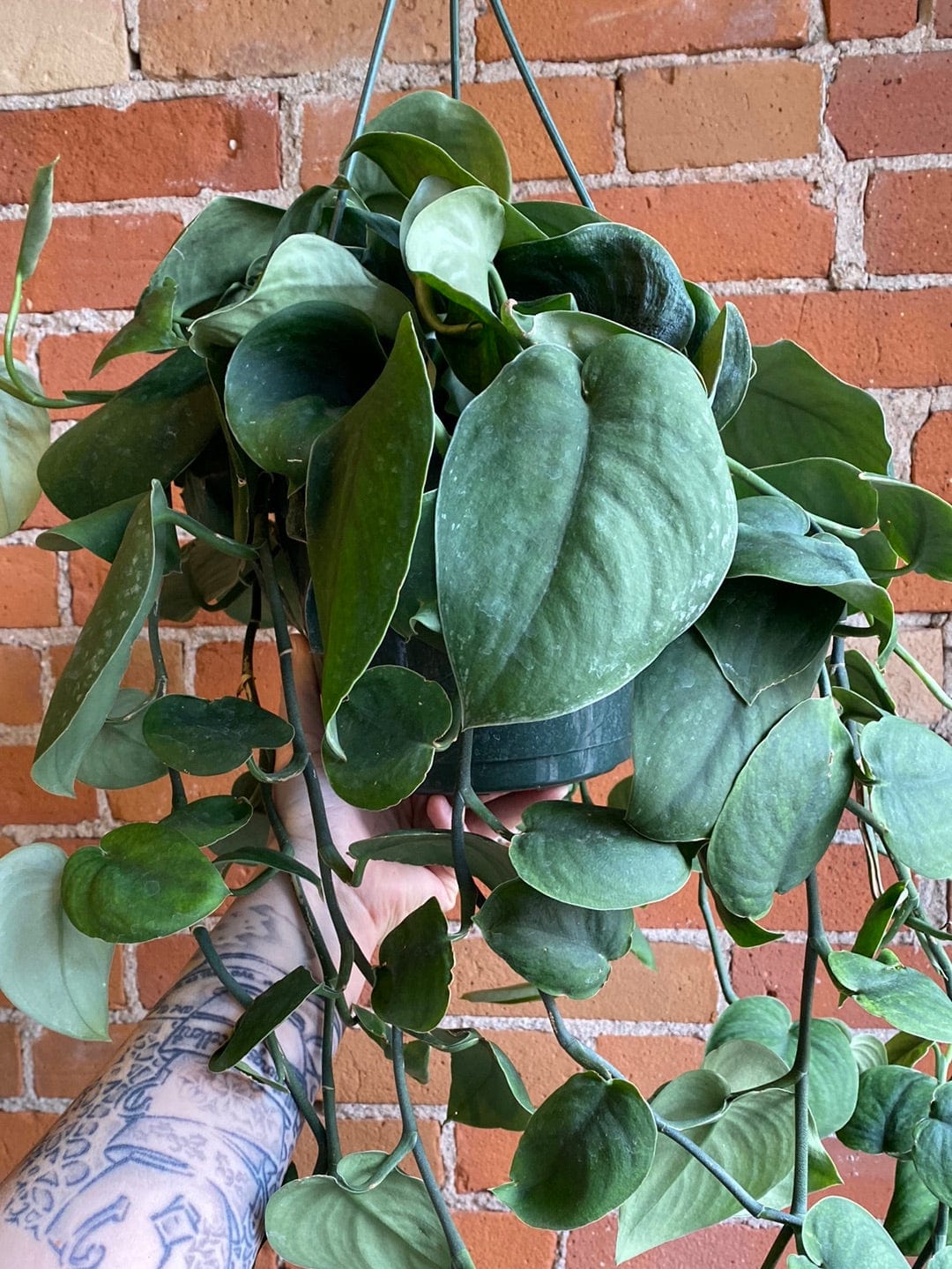 Plant Goals Plant Shop 8" Scindapsus Pictus Jade Satin Hanging Basket