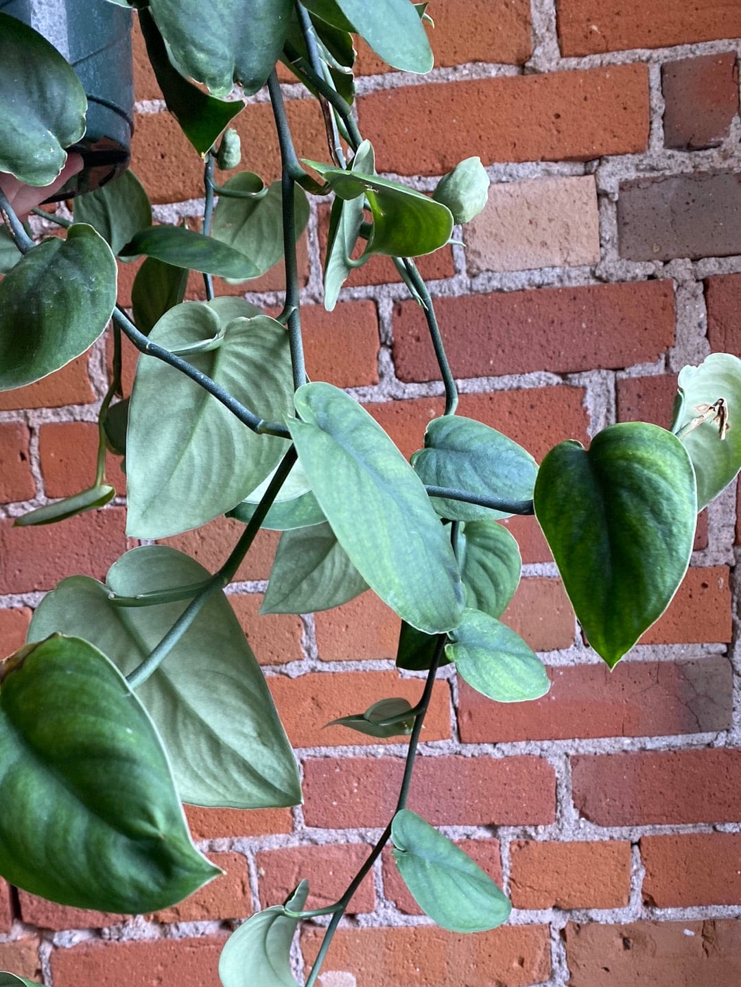 Plant Goals Plant Shop 8" Scindapsus Pictus Jade Satin Hanging Basket