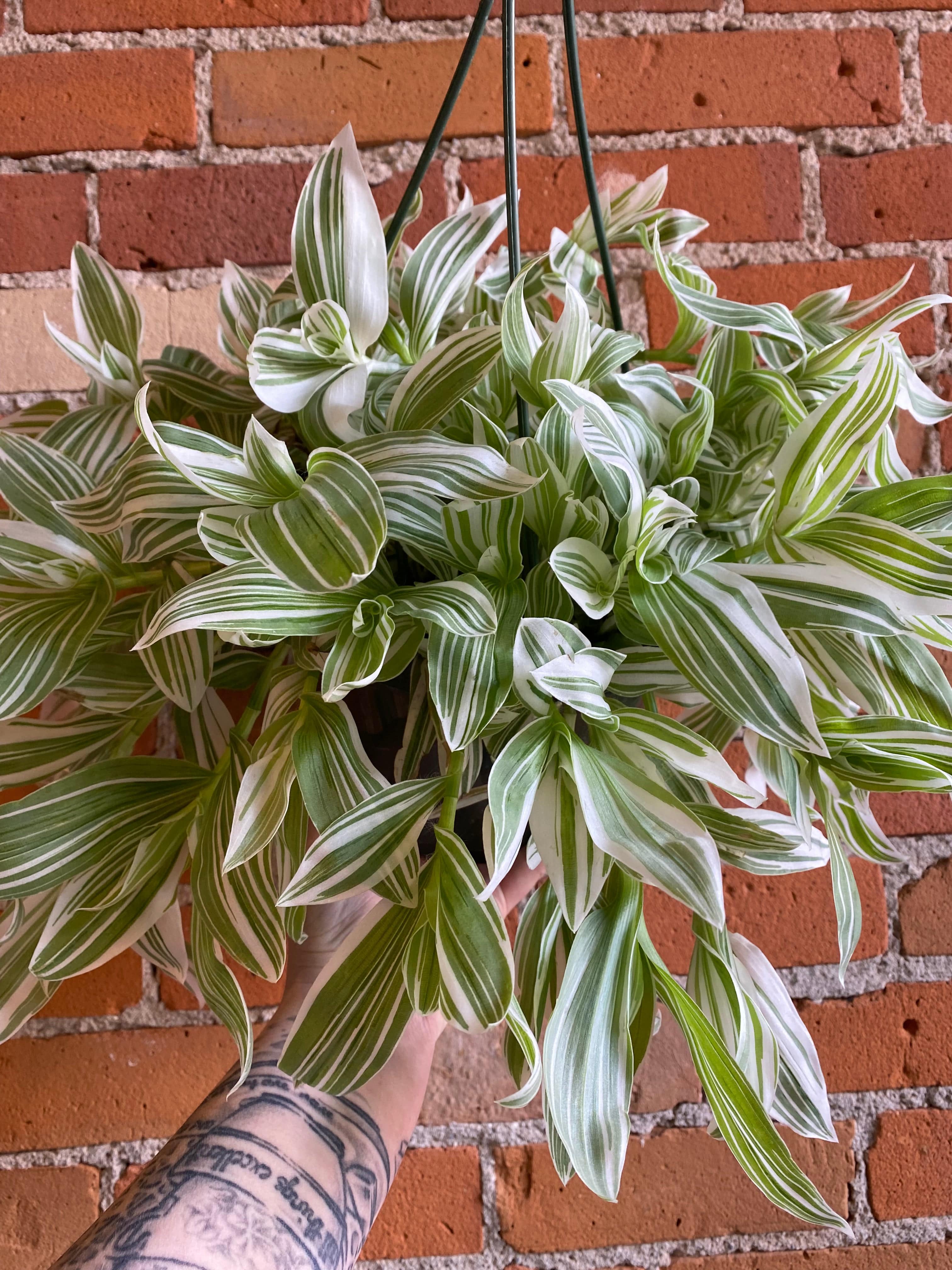 8" Tradescantia Zebrina White Hanging Basket Plant Goals
