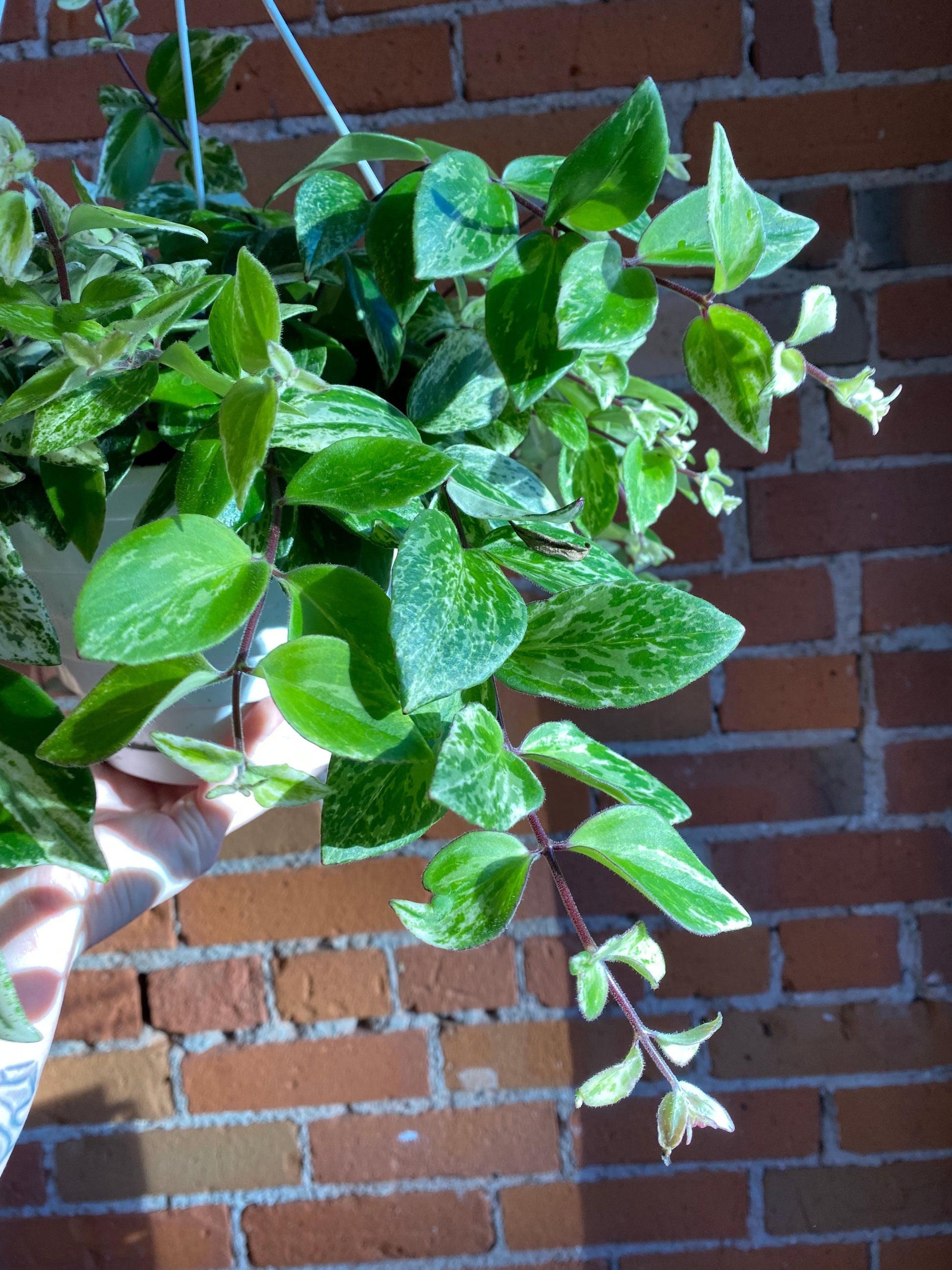 8" Variegated Lipstick Plant Hanging Basket Aeschynanthus Plant Goals
