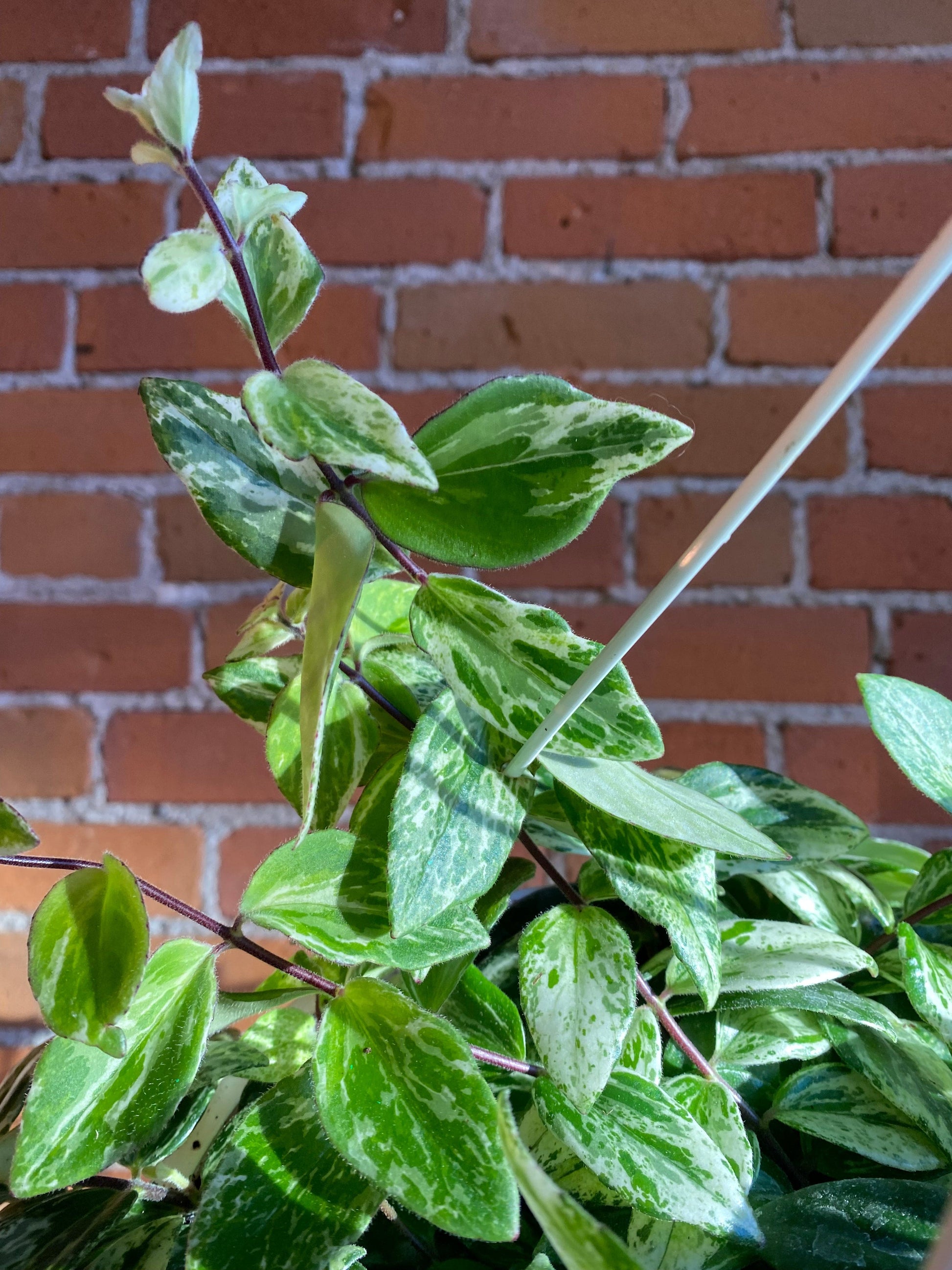 8" Variegated Lipstick Plant Hanging Basket Aeschynanthus Plant Goals