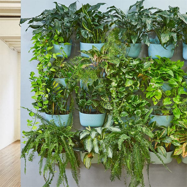 Eco Spa Wall Planter