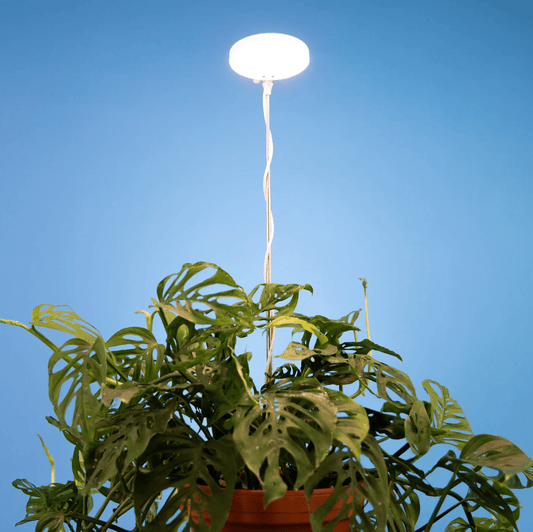 Plant Goals Plant Shop Mossify Adjustable LED Plant Light