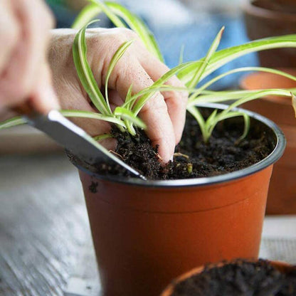Plant Goals Plant Shop Plastic Nursery Pot