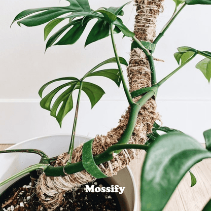 Plant Goals Plant Shop The Bendable Moss Pole™