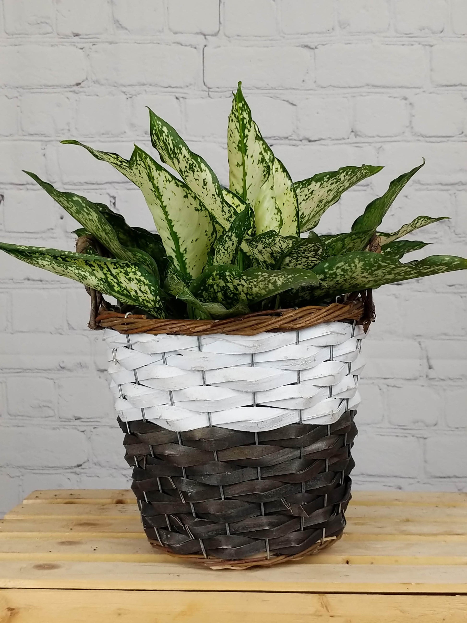 Plant Goals Plant Shop Wicker Basket Potcover | Two-Tone Large